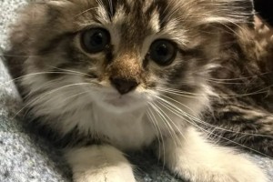 Котята ищут дом