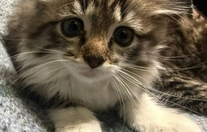 Котята ищут дом