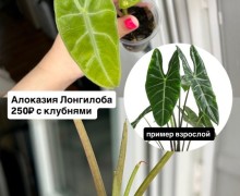 Названия и цены на фото