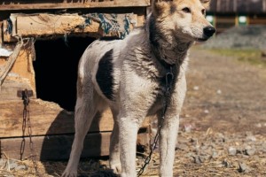 Тявка из Первоуральского приюта ищет заботливого хозяина