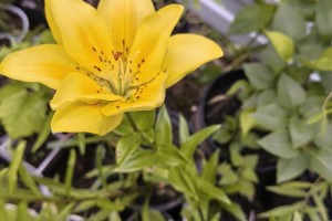 Продам лилию с закрытой корневой системой