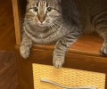 В Заречном разыскивают кошку Масю с розовой подушечкой на лапе