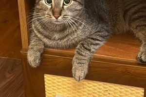В Заречном разыскивают кошку Масю с розовой подушечкой на лапе