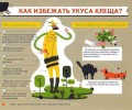 За неделю в Заречном зарегистрировано четыре случая укуса клеща