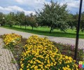 Городские клумбы пострадали от аномального лета: петунии не выдержали, бархатцы радуют
