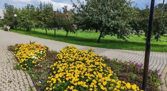 Городские клумбы пострадали от аномального лета: петунии не выдержали, бархатцы радуют