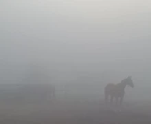 В понедельник Заречный и близлежащие деревни сёла накрыл туман