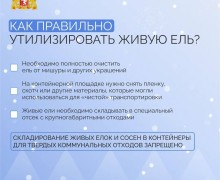 Свердловчане оформили в территориальных лесничествах покупку почти 13 тысяч елей и сосен, чтобы украсить свои дома к Новому году