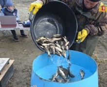 Более 24 тысяч мальков сазана выпущены в уральские водоёмы