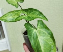 Продам комнатные растения