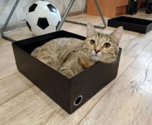 Кошка Леся из Заречного ищет новый дом