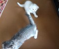 Пропали котята, улица Берёзовая, Белоярский
