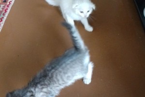 Пропали котята, улица Берёзовая, Белоярский