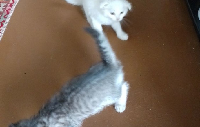 Пропали котята, улица Берёзовая, Белоярский