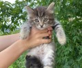 Помогите пристроить кошку с котятами