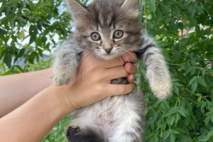 Помогите пристроить кошку с котятами
