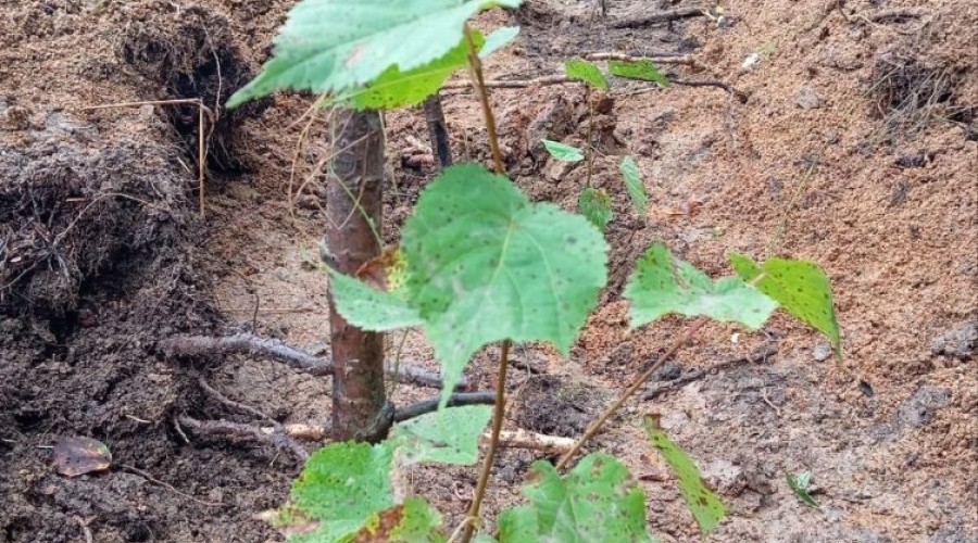 Больше 5 тысяч деревьев высадили в субботу, 6 сентября на территории Заречного