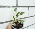 Фикус бенджамина Старлайт, Сансевиерия, Аптения, Эхеверия