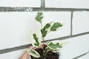 Фикус бенджамина Старлайт, Сансевиерия, Аптения, Эхеверия
