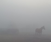 В понедельник Заречный и близлежащие деревни сёла накрыл туман
