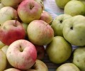 Свежие садовые яблоки по 100 рублей за килограмм