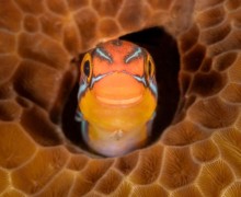 В конце декабря подвели итоги конкурса Comedy Wildlife Photography Awards 2025 - самых забавных фотографий дикой природы