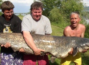 В Свердловской области вводятся ограничения на рыбалку в период нереста