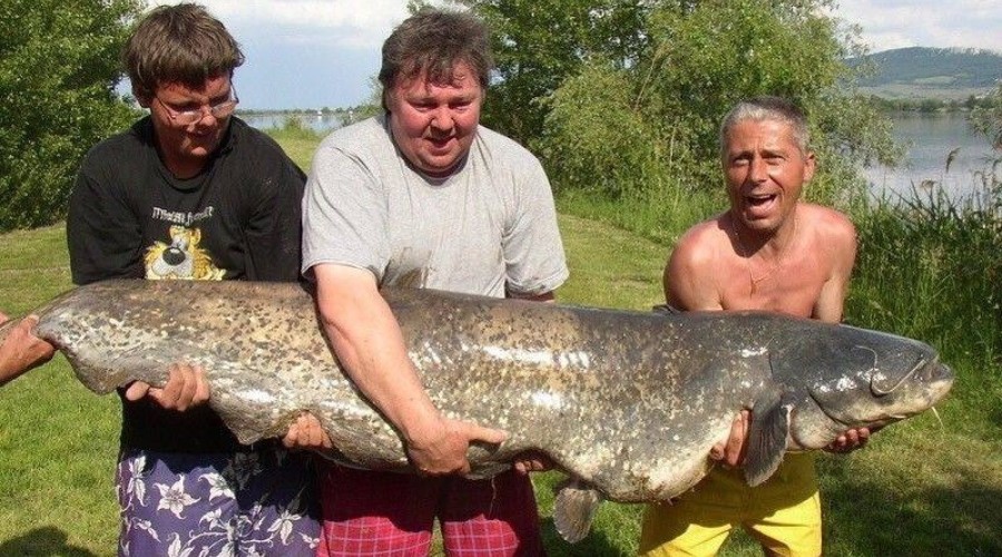 В Свердловской области вводятся ограничения на рыбалку в период нереста