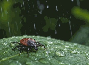 И в дождливую погоду активность клещей не снижается