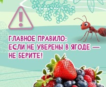 В Свердловской области ежегодно фиксируются отравления ягодами и грибами