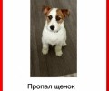 Потерялась собака, Джек Рассел, 6 месяцев, кличка Девис
