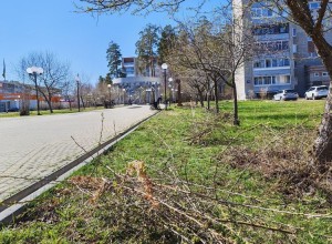 В Заречном проводят сезонную обрезку зелёных насаждений