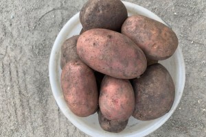Продам картошку с собственного участка