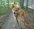 Рыжий красавчик АТОС ищет дом