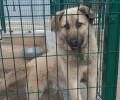 Пёс Изя ищет заботливых хозяев в Заречном