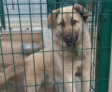 Пёс Изя ищет заботливых хозяев в Заречном
