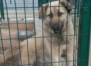 Пёс Изя ищет заботливых хозяев в Заречном
