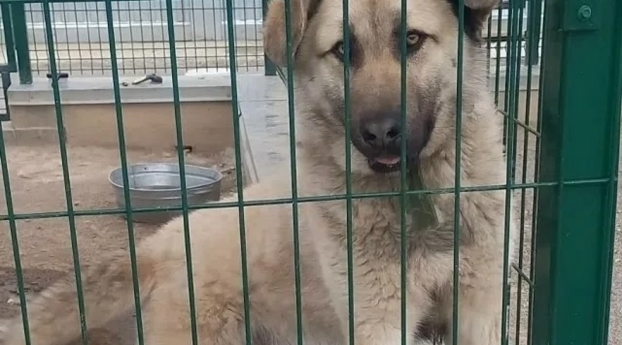 Пёс Изя ищет заботливых хозяев в Заречном