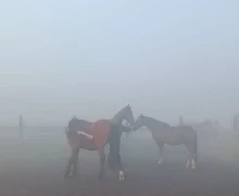 В понедельник Заречный и близлежащие деревни сёла накрыл туман