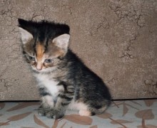 Срочно ищет дом маленькая лапушка Мила