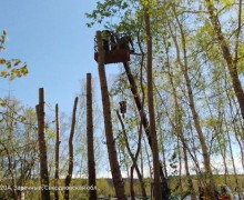 На набережной обрезают тополя