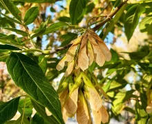 Кажется, последний день лета на Среднем Урале выпал на 23 сентября