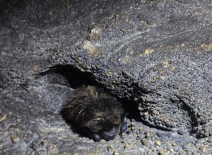 Летучих мышей, занесённых в Красную книгу Свердловской области, возьмут под усиленную защиту