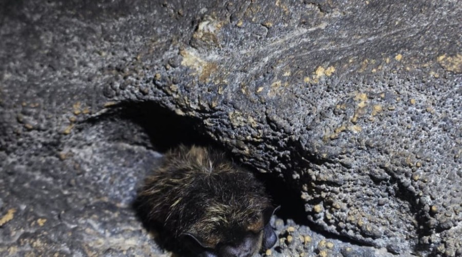 Летучих мышей, занесённых в Красную книгу Свердловской области, возьмут под усиленную защиту