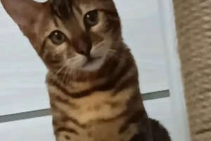 Потерялась кошка в Косулино и ближайших поселках, городах