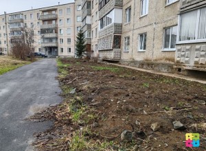 Высаживать новые деревья после ремонта теплосетей не будут