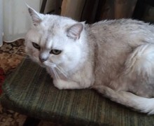 Кот срочно ищет дом