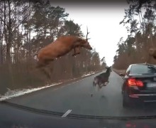 У лосей начался гон