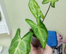 Продам комнатные растения