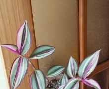 Продам комнатные растения